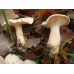 Мицелий Говорушки подогнутой / Говорушка рыжая (Clitocybe geotropa)